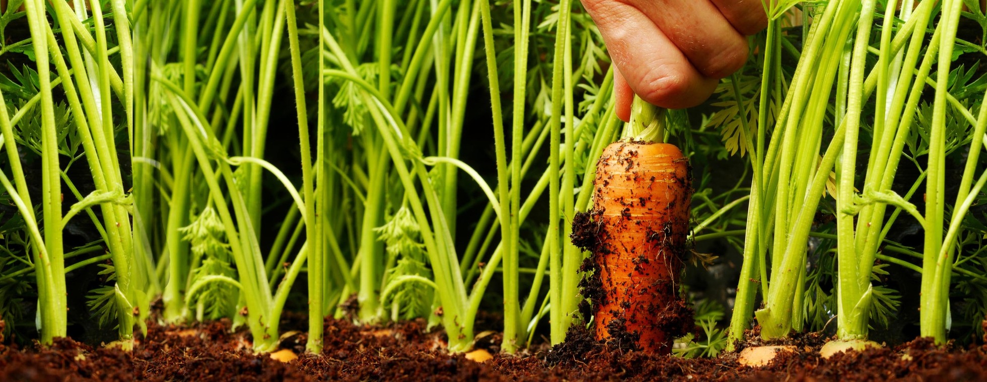 Field Days at the Farm